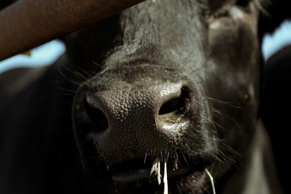 Що смакує корові — правильне силосування і зберігання корму 