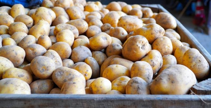 Фермери знову змушені знижувати ціни на картоплю
