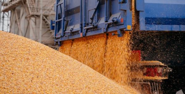 На ринку кукурудзи найвищі ціни з осені 2023 року — брокери